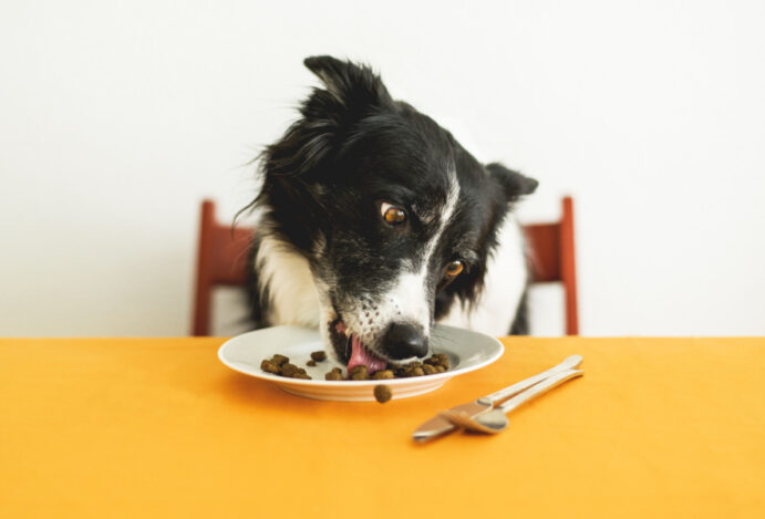 rações para cães e gatos