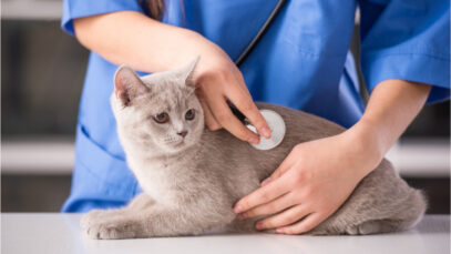 cursos de veterinária a distância