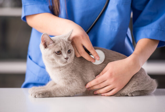 cursos de veterinária a distância