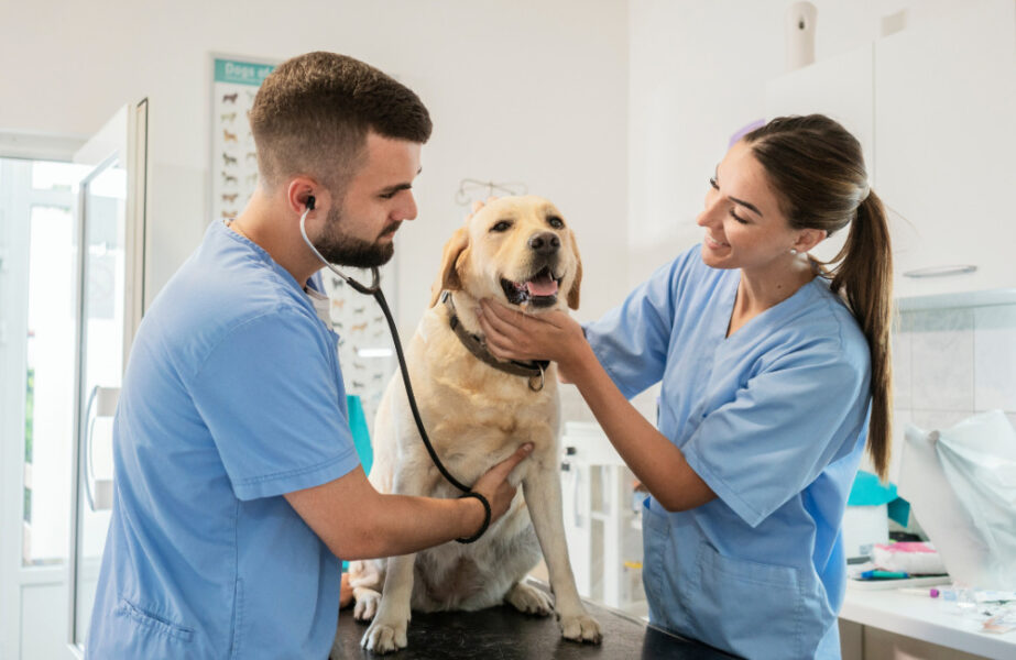 seguro de vida para pets