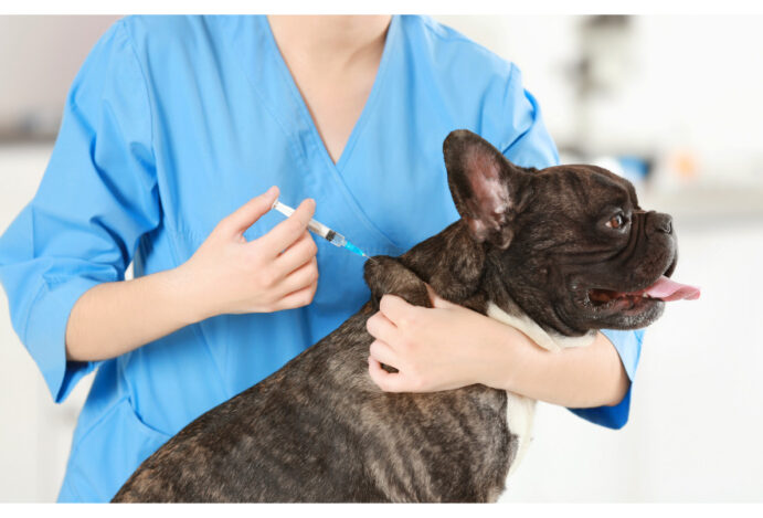 VetFamily