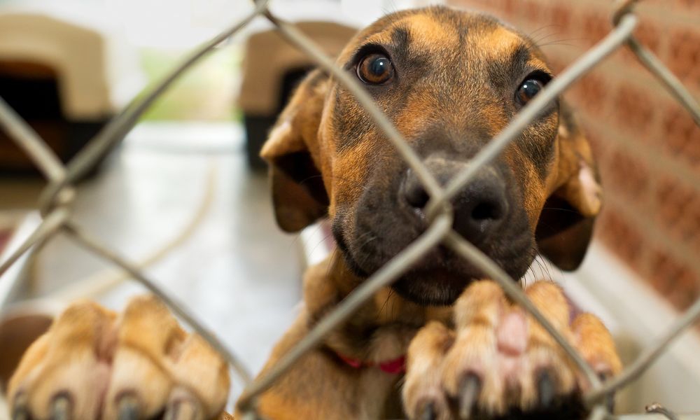 Cobasi Quer Voltar a ser Líder em Pets