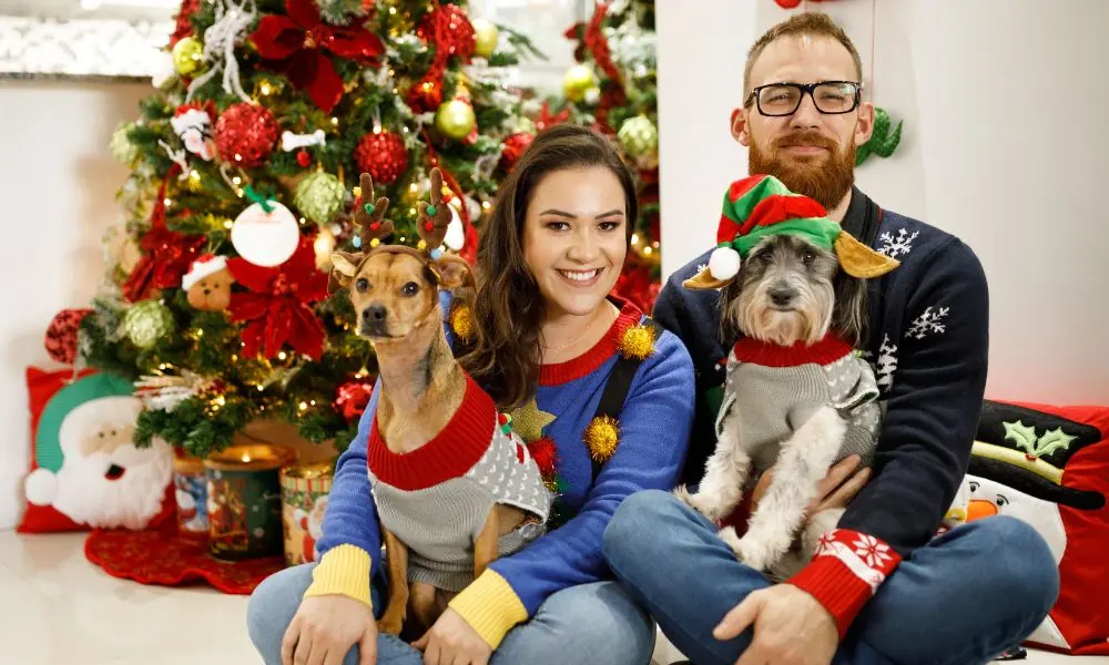 Cuidados com a alimentação dos pets nas festas de fim de ano alimentação dos pets