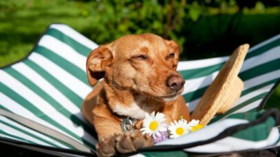 Destinos pet friendly