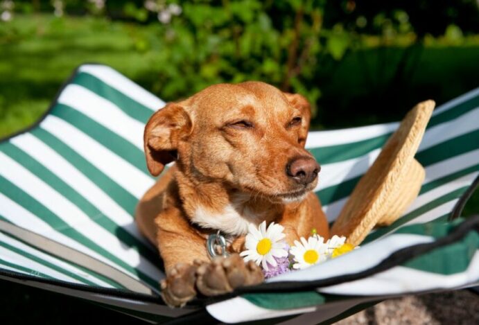 Destinos pet friendly