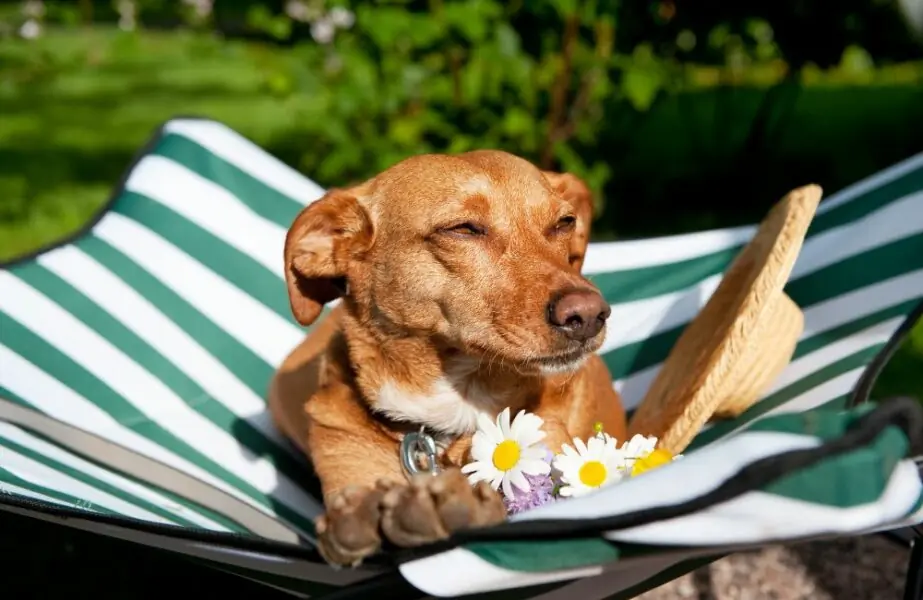 Destinos pet friendly