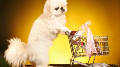 consumo em pet shops