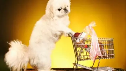 consumo em pet shops
