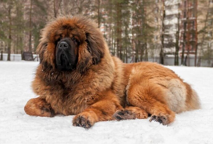 Cães mais caros do mundo