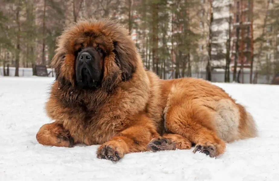As patas de milhões! Conheça os 10 cães mais caros do mundo Cães mais caros do mundo