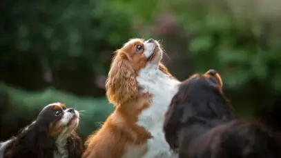 Cachorros mais caros do mundo