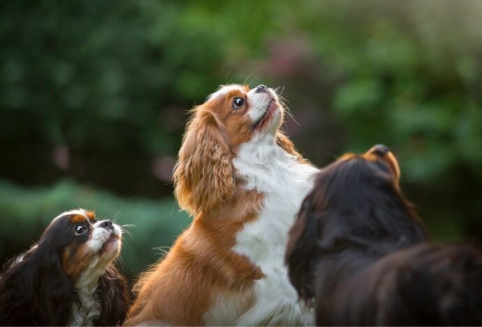 Cachorros mais caros do mundo
