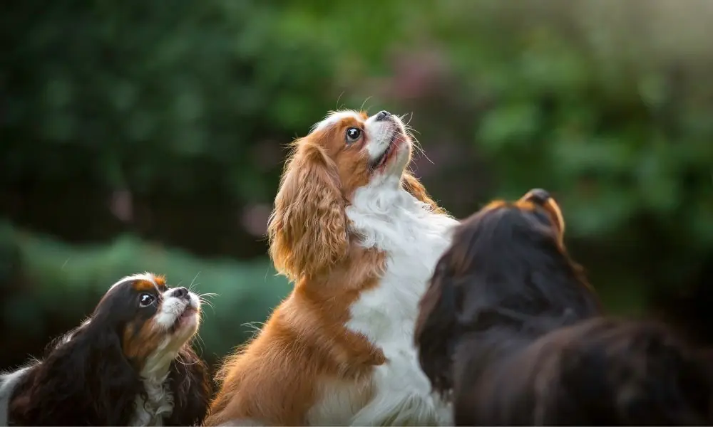 Cachorros mais caros do mundo