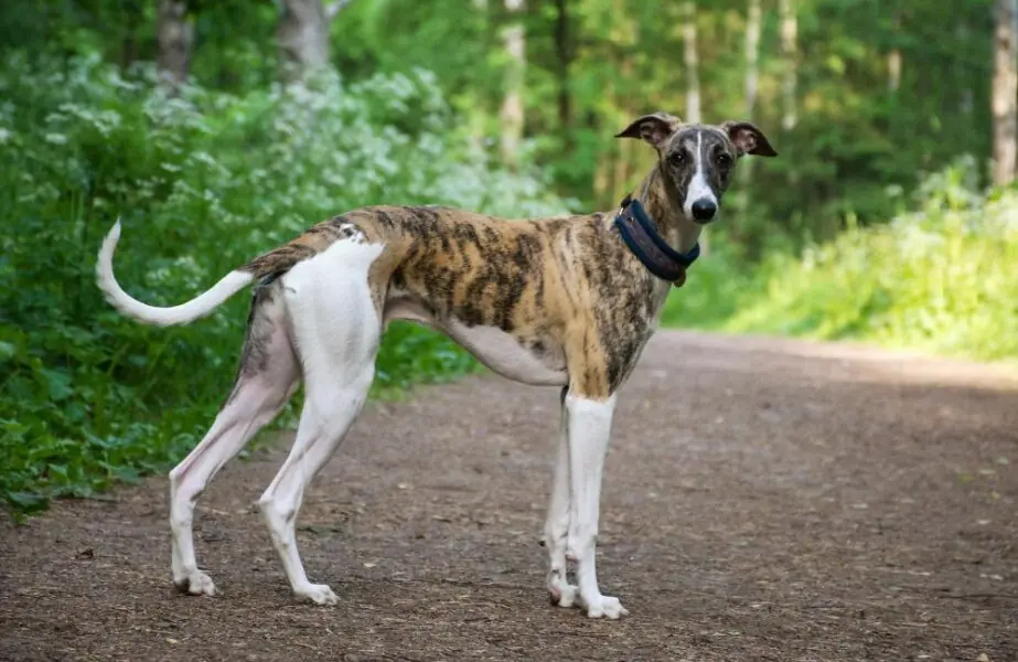 Design sem nome (4) Cães mais caros do mundo