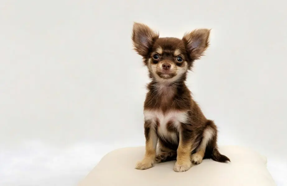 Cães mais caros do mundo