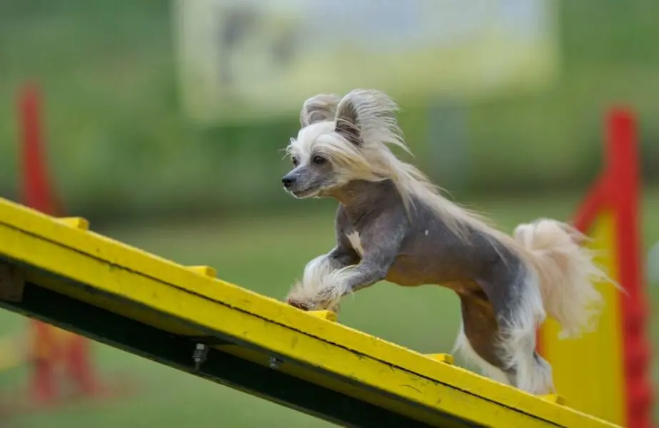 Design sem nome (6) Cães mais caros do mundo