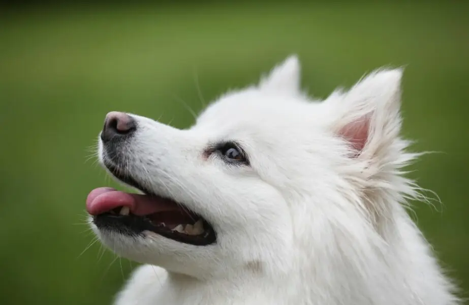 Design sem nome (7) Cães mais caros do mundo