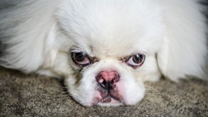 Existe absorvente para cachorro absorvente para cachorro