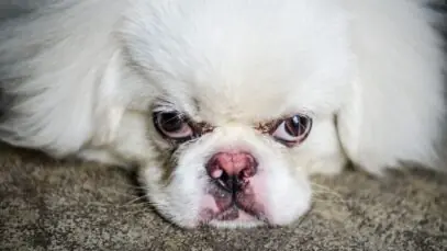 absorvente para cachorro