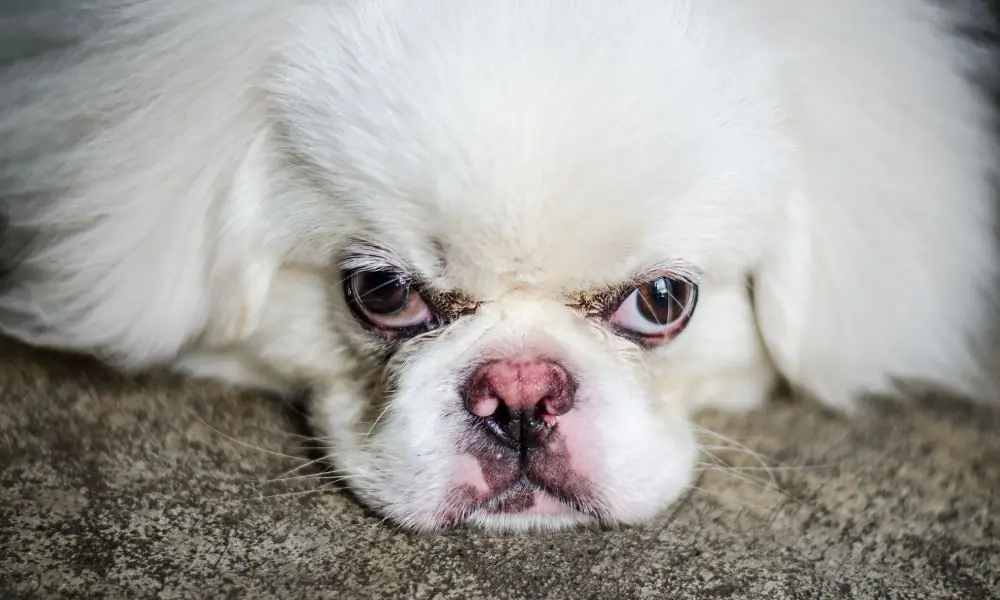 absorvente para cachorro