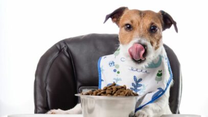 pet food