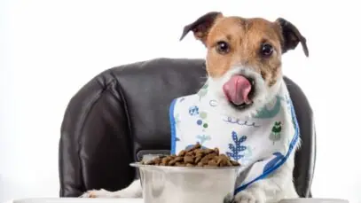 pet food