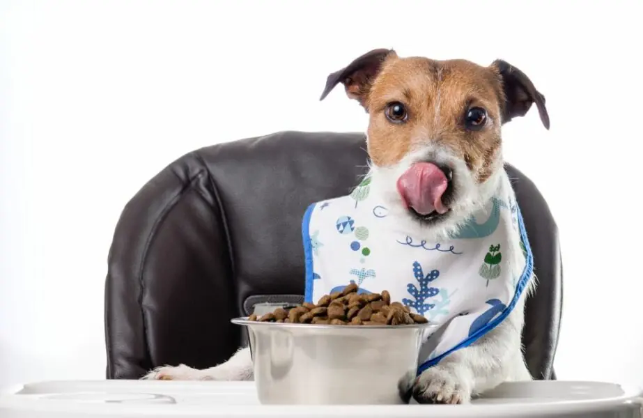 Melhores marcas de ração para filhotes de cachorro