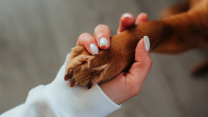 clínica veterinária