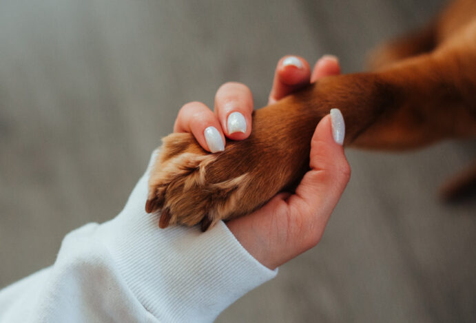 clínica veterinária