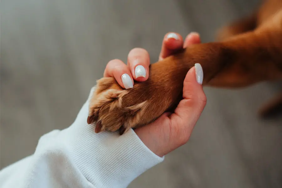 Pata de cachorro clínica veterinária