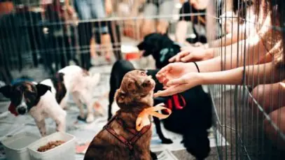 cultura pet friendly