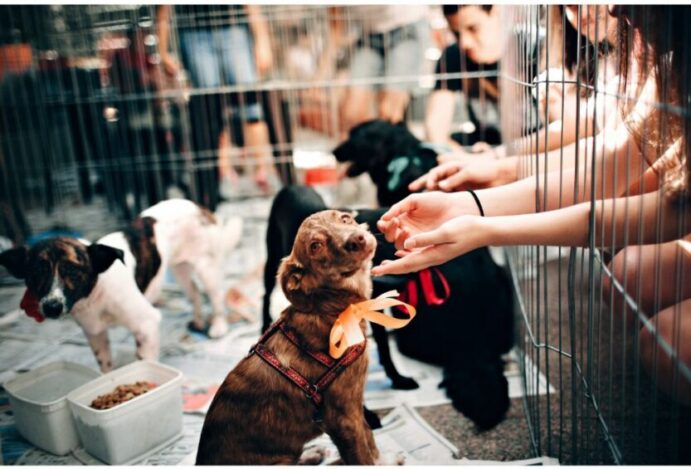 cultura pet friendly