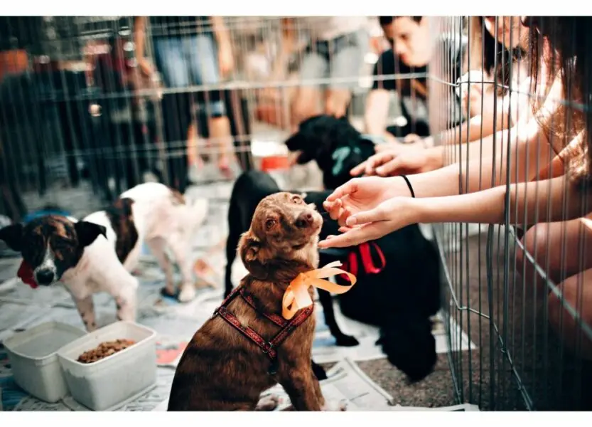 Pet friendly cultura pet friendly