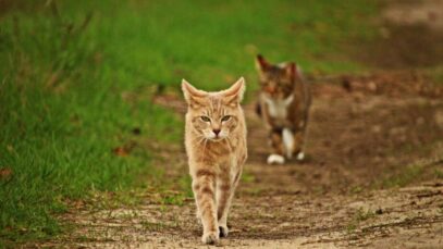 Cio das gatas