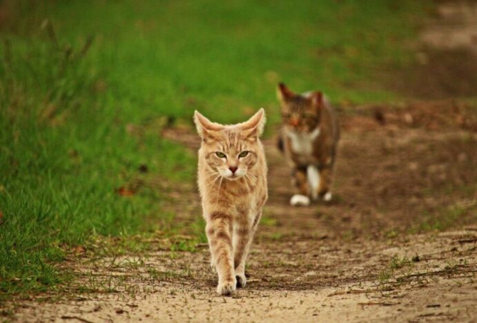 Cio das gatas