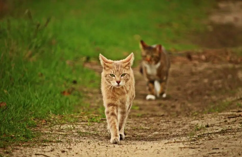 Cio das gatas
