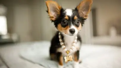 Veterinária