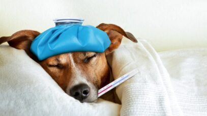 Leishmaniose canina