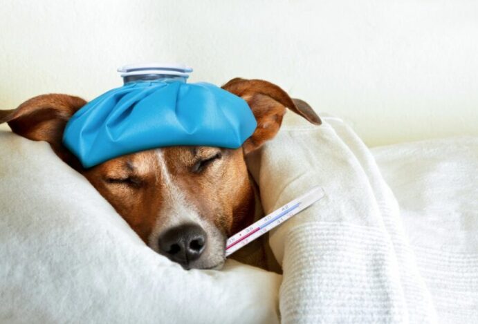 Leishmaniose canina