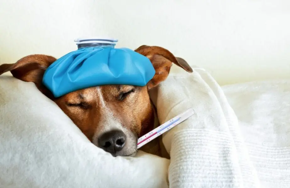 Você sabe o que é a leishmaniose canina Leishmaniose canina