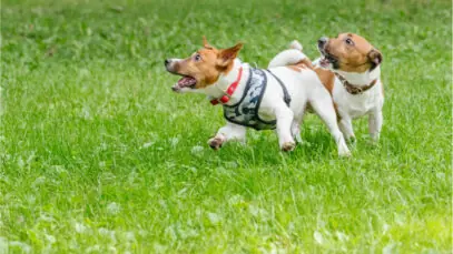 creche para cães