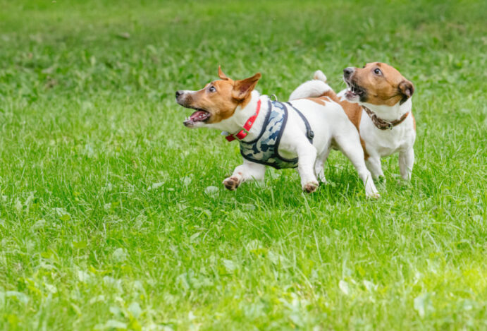 creche para cães