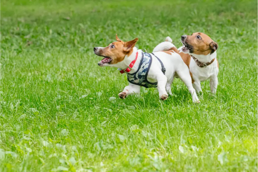 creche para cães