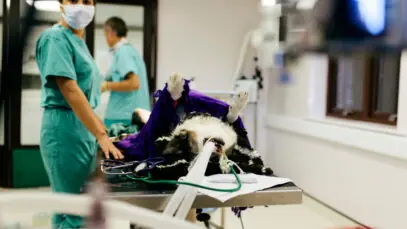 hospitais veterinários