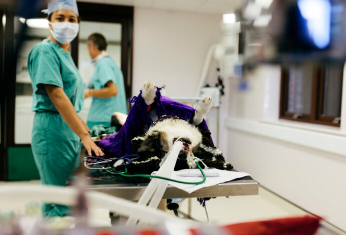 hospitais veterinários