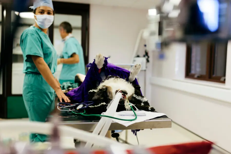 hospitais veterinários
