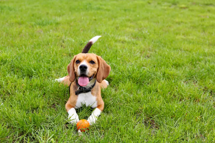 pet animais de estimação