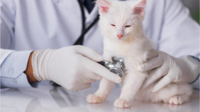 hospital veterinário