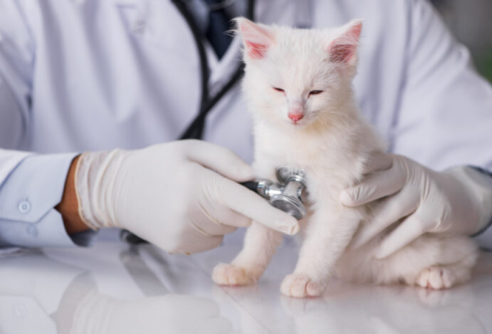 hospital veterinário