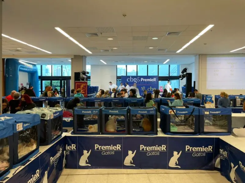 evento felino